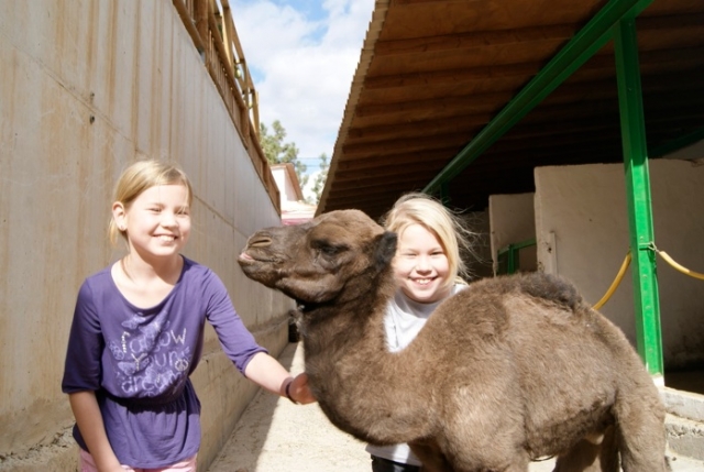  camel 3 